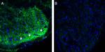 CRMP2 Antibody in Immunohistochemistry (Frozen) (IHC (F))