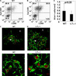 AIRE Antibody in Immunohistochemistry (IHC)