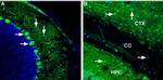 Ferroportin (SLC40A1) Antibody in Immunohistochemistry (Frozen) (IHC (F))