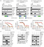 Phospho-AKT1 (Ser473) Antibody in Western Blot (WB)