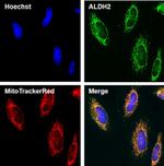 ALDH2 Antibody in Immunocytochemistry (ICC/IF)