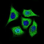 ALDH2 Antibody in Immunocytochemistry (ICC/IF)