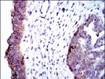 ALPL Antibody in Immunohistochemistry (Paraffin) (IHC (P))