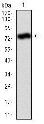 ALPL Antibody in Western Blot (WB)