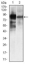 ALPL Antibody in Western Blot (WB)