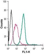 CysLTR1 (extracellular) Antibody in Flow Cytometry (Flow)