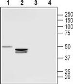 LPAR3 (EDG7) (extracellular) Antibody in Western Blot (WB)