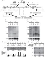 p53 Antibody in Western Blot (WB)