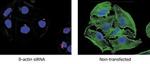 GAPDH Antibody in Immunocytochemistry (ICC/IF)