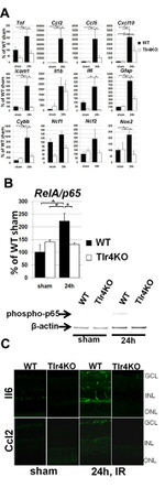 IL-6 Antibody in Immunohistochemistry (IHC)