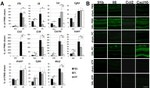 IL-6 Antibody in Immunohistochemistry (IHC)