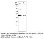 AMACR Antibody in Western Blot (WB)