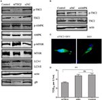 AMPK alpha-1 Antibody in Western Blot (WB)