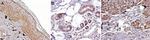 MC1 Receptor Antibody in Immunohistochemistry (Paraffin) (IHC (P))