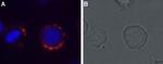 MC4 Receptor (extracellular) Antibody in Immunocytochemistry (ICC/IF)