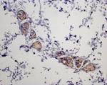 MC5 Receptor Antibody in Immunohistochemistry (Paraffin) (IHC (P))