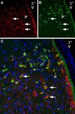 Melatonin Receptor 1B (MTNR1B) Antibody in Immunohistochemistry (Frozen) (IHC (F))