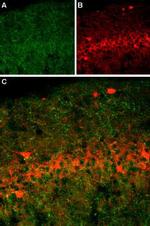 Serotonin Transporter (SERT) (extracellular) Antibody in Immunohistochemistry (Frozen) (IHC (F))