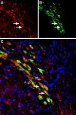 VMAT2 Antibody in Immunohistochemistry (Frozen) (IHC (F))