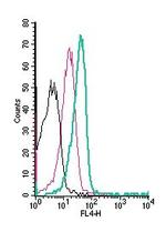 MCT1 (SLC16A1) (extracellular) Antibody in Flow Cytometry (Flow)