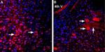 MCT2 Antibody in Immunohistochemistry (Frozen) (IHC (F))