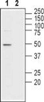 MCT2 Antibody in Western Blot (WB)