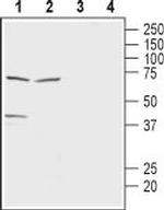 MCT2 Antibody in Western Blot (WB)