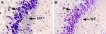 NGF Antibody in Immunohistochemistry (IHC)