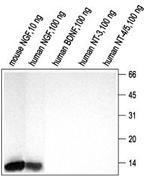 NGF Antibody in Western Blot (WB)