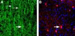 Nicotinic Acetylcholine Receptor alpha 3 (CHRNA3) (extracellular) Antibody in Immunohistochemistry (Frozen) (IHC (F))