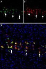 Nicotinic Acetylcholine Receptor alpha 4 (CHRNA4) (extracellular) Antibody in Immunohistochemistry (Frozen) (IHC (F))