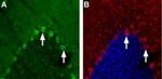 Nicotinic Acetylcholine Receptor alpha 4 (CHRNA4) (extracellular) Antibody in Immunohistochemistry (Frozen) (IHC (F))