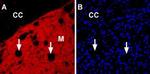 Nicotinic Acetylcholine Receptor alpha 6 (CHRNA6) (extracellular) Antibody in Immunohistochemistry (Frozen) (IHC (F))