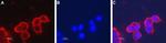 Nicotinic Acetylcholine Receptor beta 4 (CHRNB4) (extracellular) Antibody in Immunocytochemistry (ICC/IF)