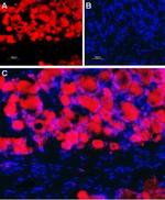 Nicotinic Acetylcholine Receptor beta 4 (CHRNB4) (extracellular) Antibody in Immunohistochemistry (Frozen) (IHC (F))