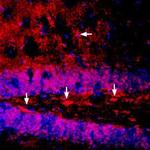 Alpha 1 Na+/K+ ATPase Antibody in Immunohistochemistry (Frozen) (IHC (F))