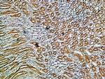 Alpha 1 Na+/K+ ATPase Antibody in Immunohistochemistry (Paraffin) (IHC (P))