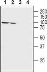 Alpha 1 Na+/K+ ATPase Antibody in Western Blot (WB)