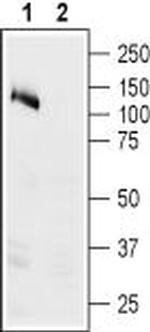 Alpha 1 Na+/K+ ATPase Antibody in Western Blot (WB)