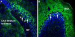 Alpha 2 Na+/K+ ATPase Antibody in Immunohistochemistry (Frozen) (IHC (F))