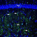 Beta 2 Na+/K+ ATPase (extracellular) Antibody in Immunohistochemistry (Frozen) (IHC (F))