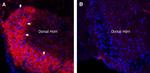 Synaptotagmin-1 (SYT1) Antibody in Immunohistochemistry (Frozen) (IHC (F))