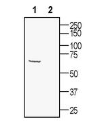 Synaptotagmin-1 (SYT1) Antibody in Western Blot (WB)