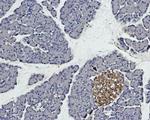 Syntaxin 4 Antibody in Immunohistochemistry (Paraffin) (IHC (P))