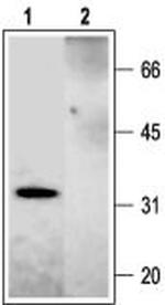 Syntaxin 2 Antibody in Western Blot (WB)