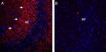 Synaptophysin Antibody in Immunohistochemistry (Frozen) (IHC (F))