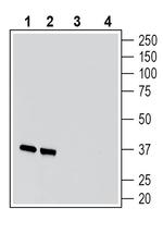 Synaptophysin Antibody in Western Blot (WB)