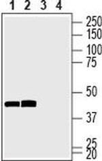 GAP43 Antibody in Western Blot (WB)