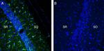 TREM2 (extracellular) Antibody in Immunohistochemistry (Frozen) (IHC (F))