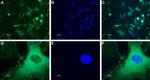 NPY5R Antibody in Immunocytochemistry (ICC/IF)